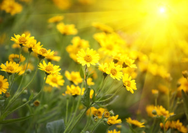 صور أجمل زهور عباد الشمس للفوتوشوب - صور ورد وزهور Rose Flower images